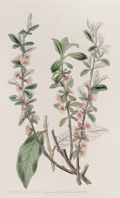 Hoary-leaved Almond