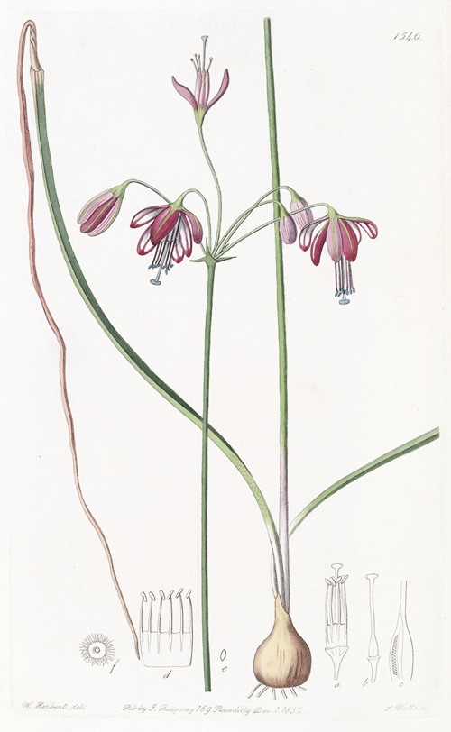 Hollow-leaved Pharium