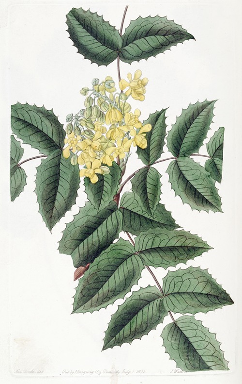 Holly-leaved Berberry