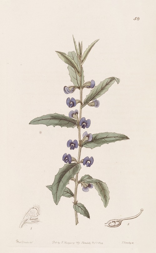 Holly-leaved Hovea