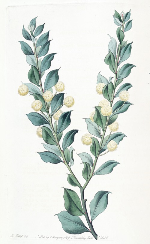 Hooked-leaved Acacia