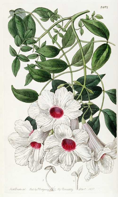 Jasmine-leaved Tecoma