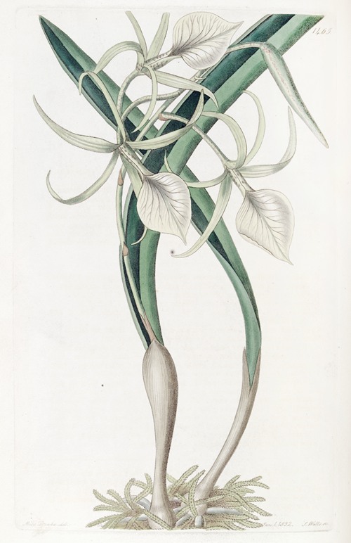 Knotty Brasavola