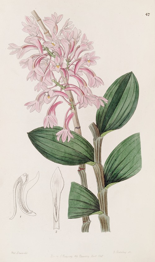 Kuhl’s Dendrobe