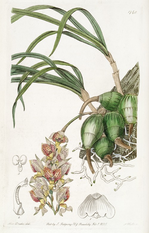 Lady Amherst’s Grobya