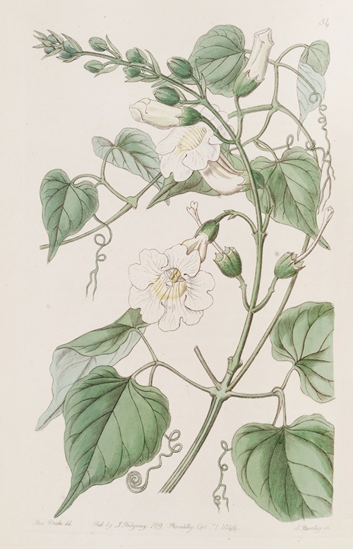 Lady Caroline’s Bignonia