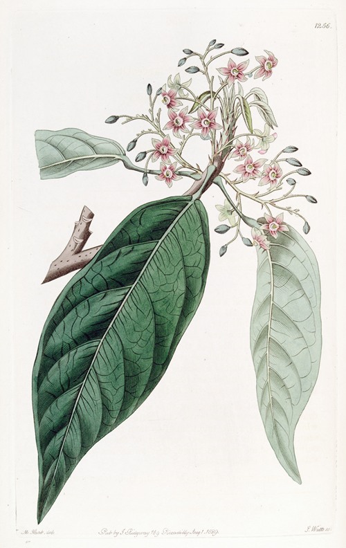 Lanceolate Sterculia