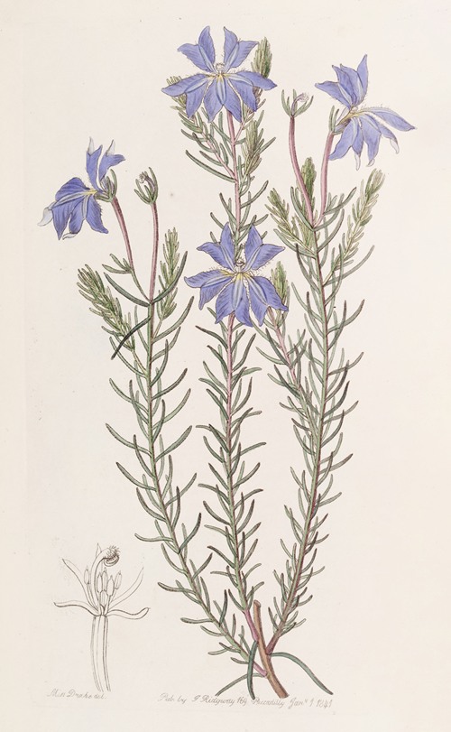 Large Blue Leschenaultia