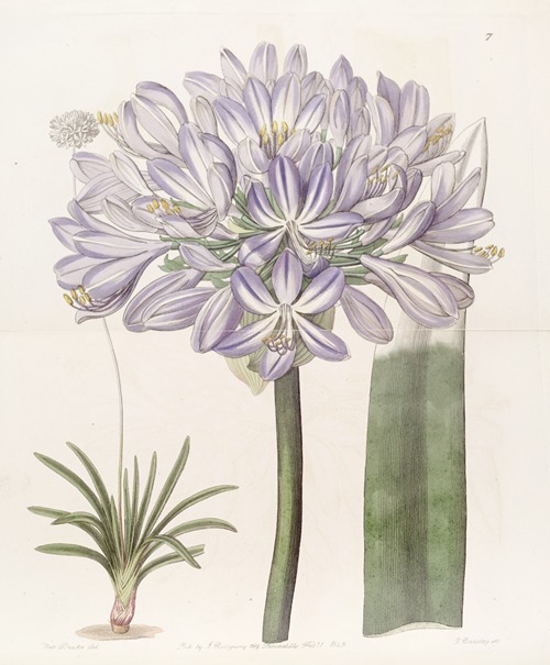 Large-flowered African Blue-Lily