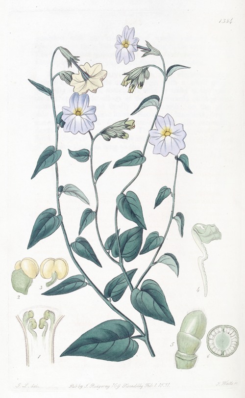 Large-flowered Browallia