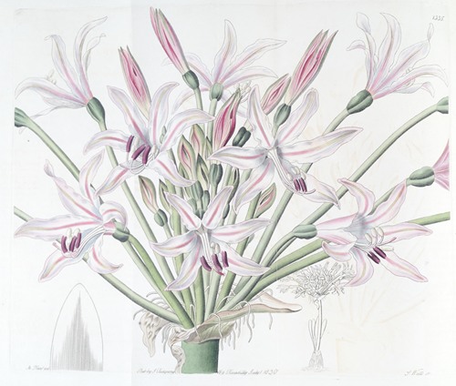 Large-flowered Brunsvigia