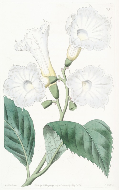Large-flowered Cordia