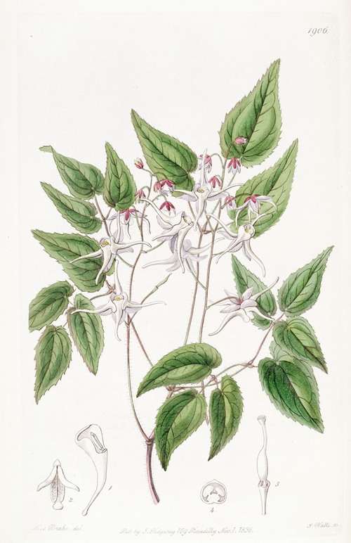Large-flowered Epimedium