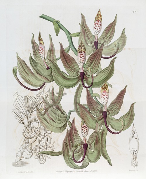 Loddiges Swanwort