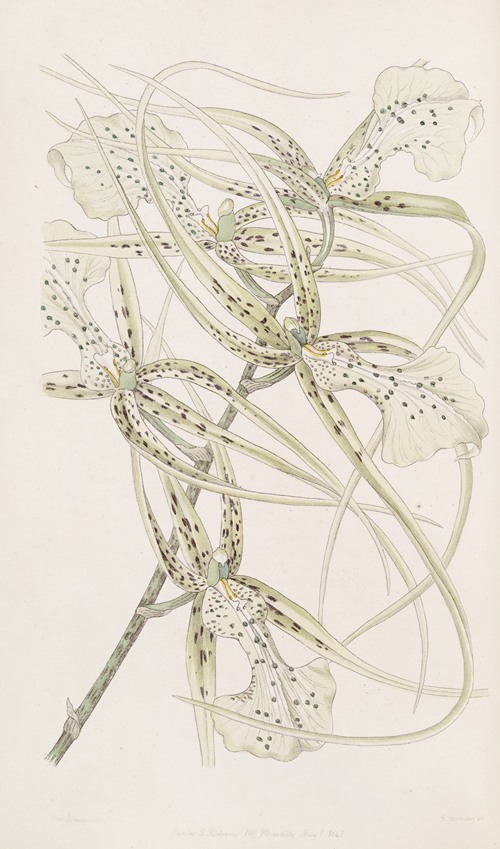 Long-armed Brassia