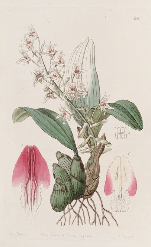Long-bracted Eria