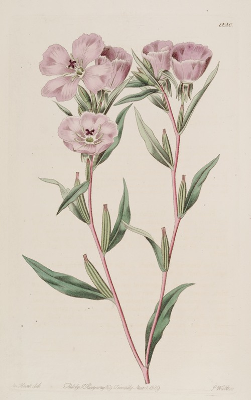 Long-branched Oenothera