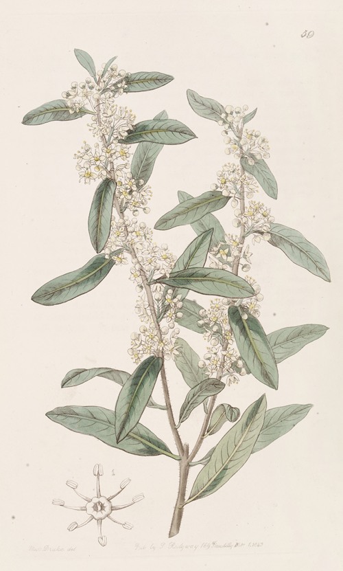 Long-leaved Duvaua