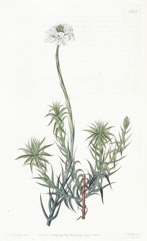 Long-leaved Sphenotoma
