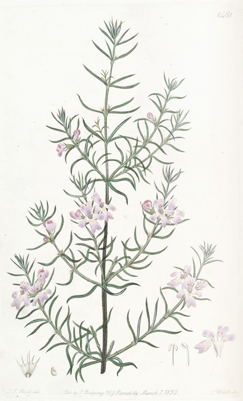 Long-leaved Westringia