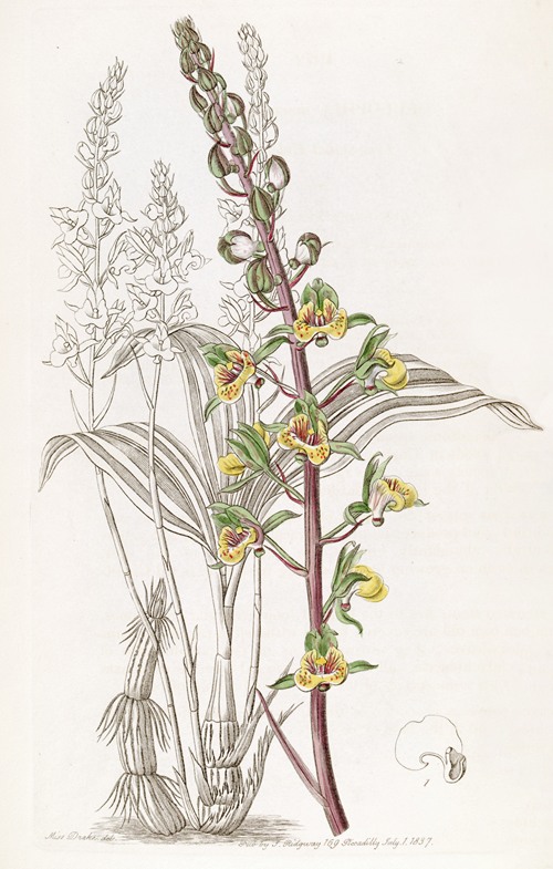 Long-spiked Eulophia
