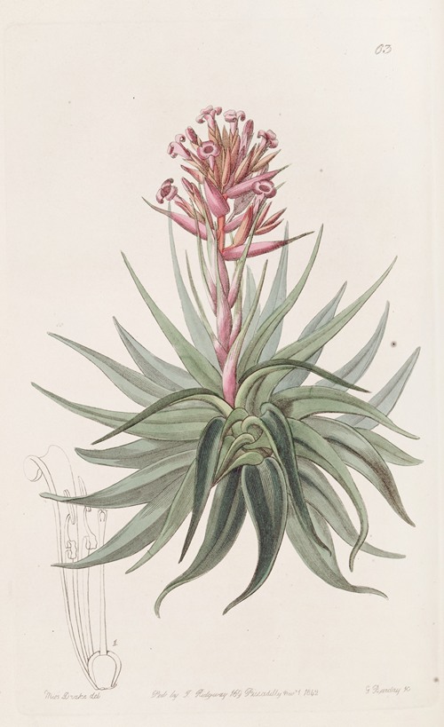 Madder-coloured Tillandsia