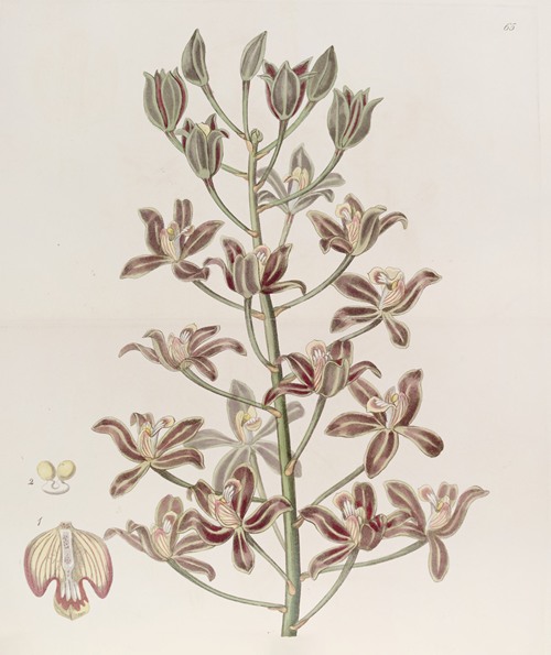 Many-flowered Letter-leaf