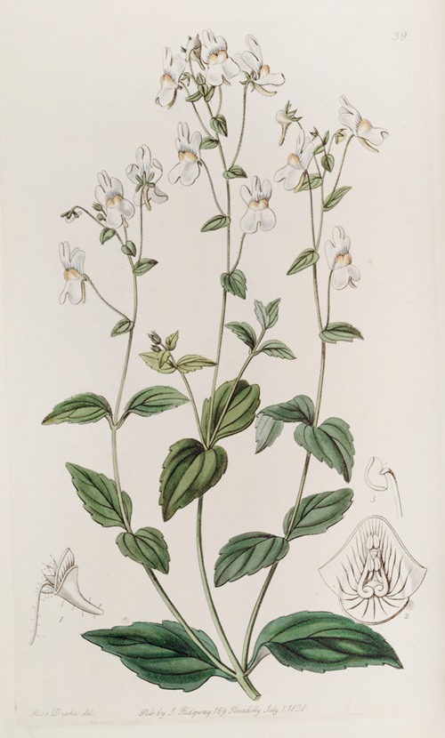 Many-flowered Nemesia