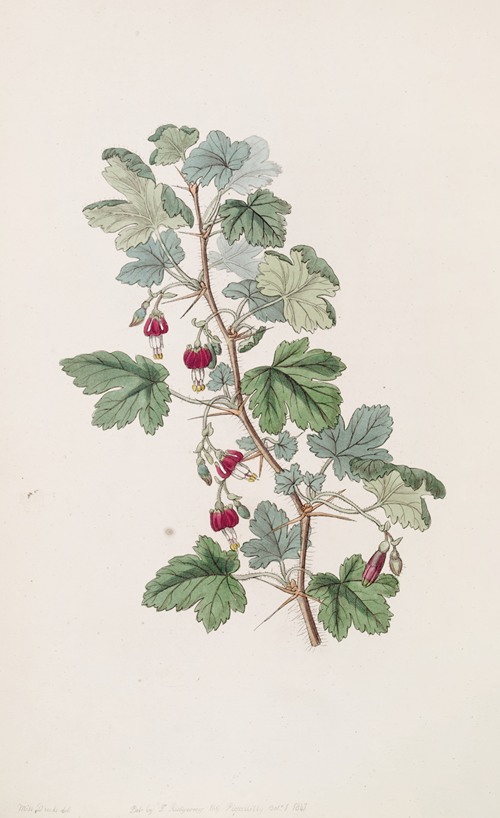 Menzies’ Gooseberry