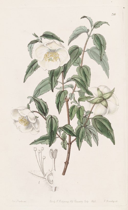 Mexican Syringa