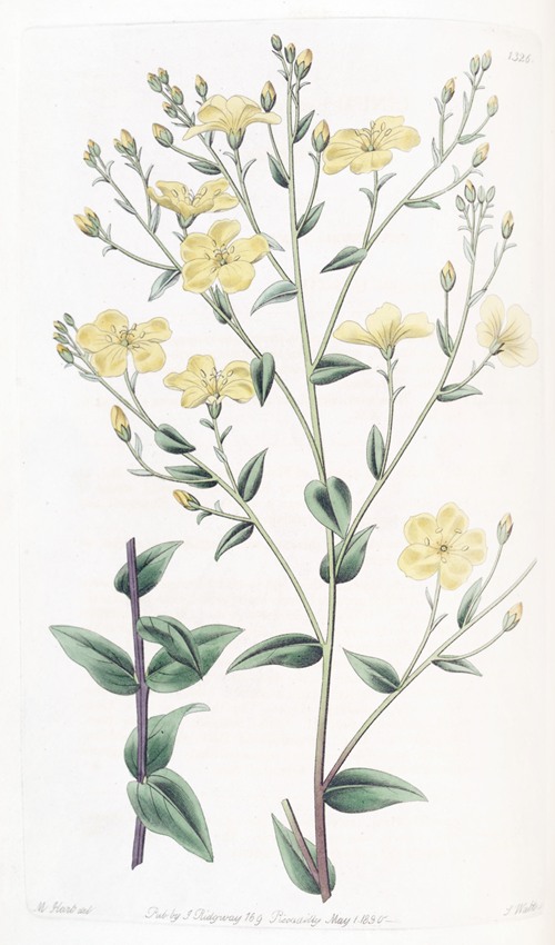 Mexiccan Flax