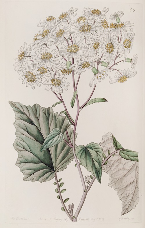 Milk-white Poplar-leaved Senecio