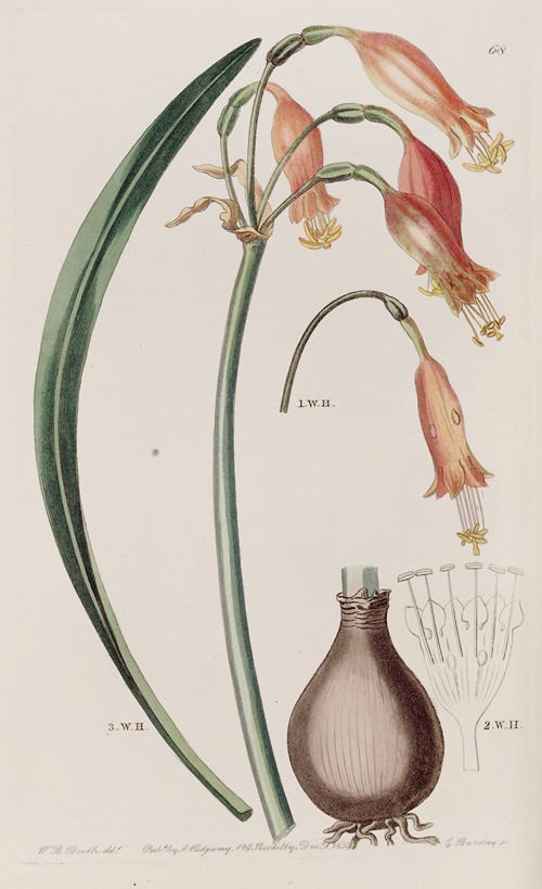 Red-lead-coloured Pentlandia – Commodore Sulivan’s variety