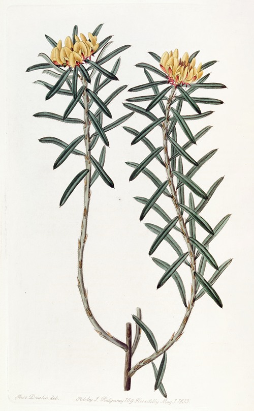 Rosemary-leaved Pultenaea