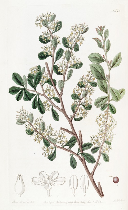 Round-leaved Duvaua