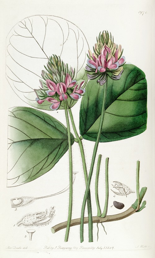 Round-leaved Psoralea