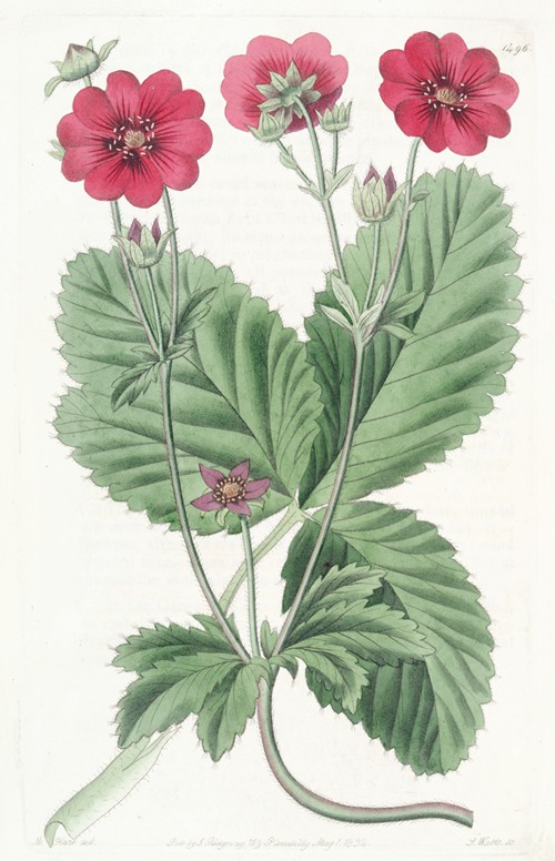 Russell’s Potentilla