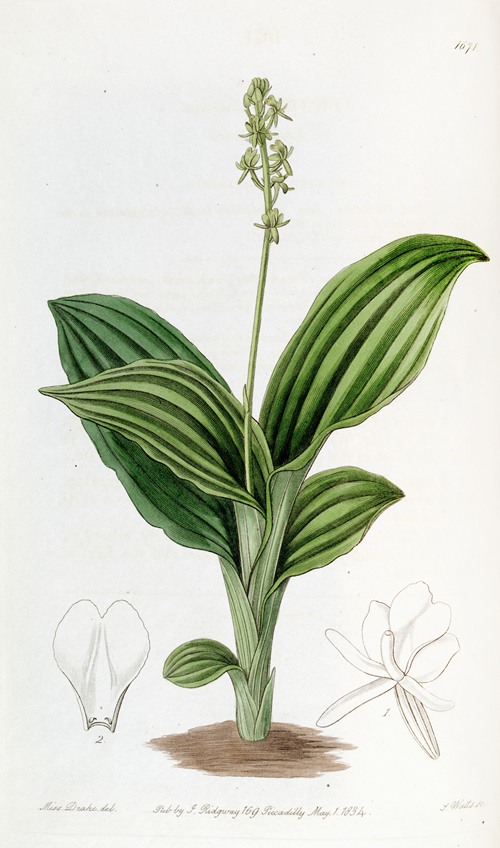 S. Leone Liparis