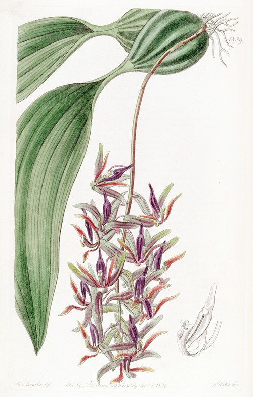 Sad-coloured Cirrhaea
