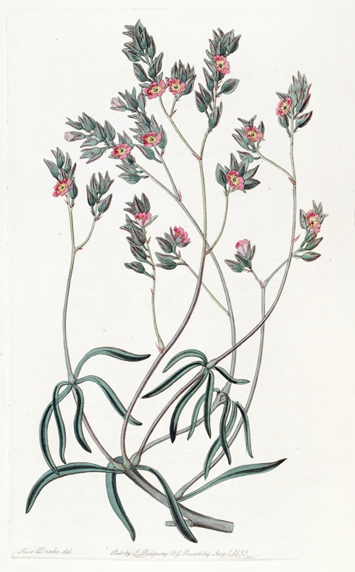 Sand Calandrinia