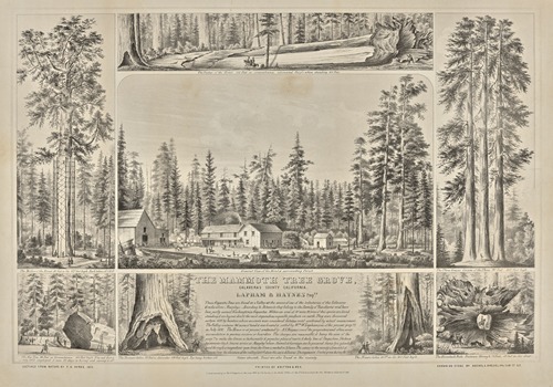 The Mammoth Tree Grove, Calaveras County, California. Lapham & Haynes Proprs.