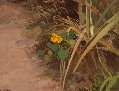 Nasturtiums – Solitary