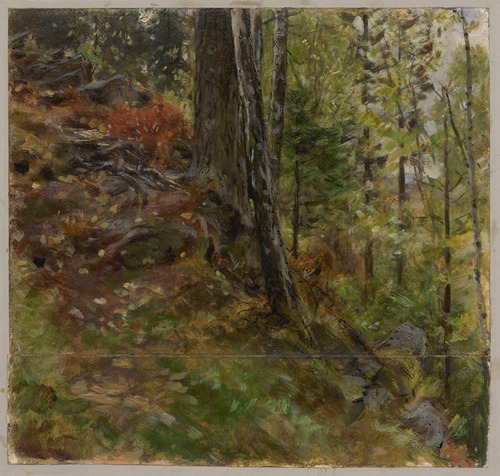 Inside a forest