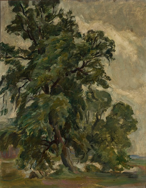 Oak (Tree)