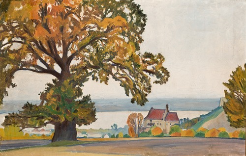 Dąb w Kazimierzu nad Wisłą