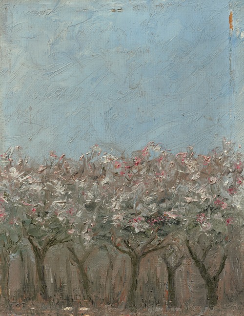 Apple trees in blossom (Blommande äppelträd)