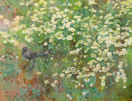 Coucas dans champ de marguerites