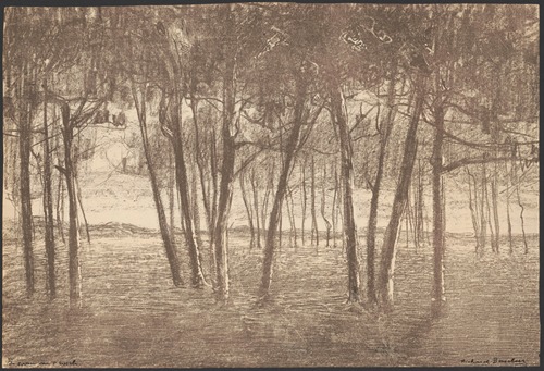 The edge of the forest
