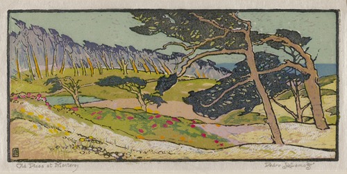 Old Pines at Monterey