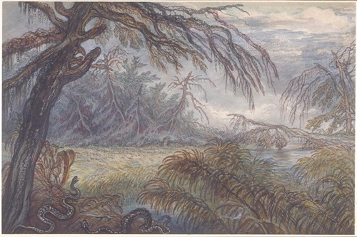 Forest and Swamp